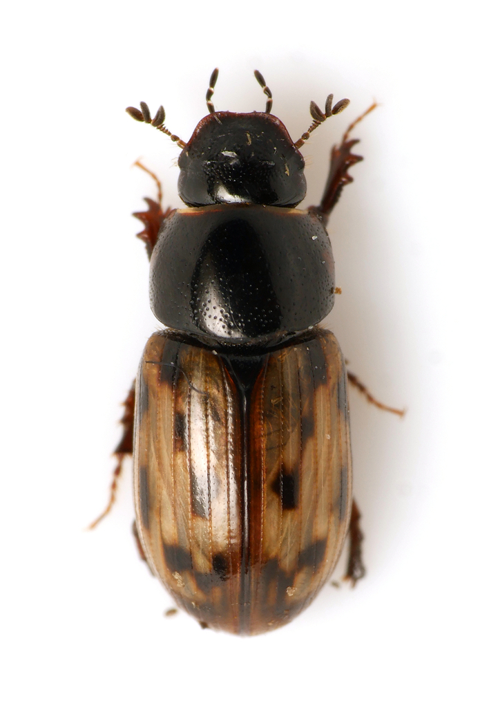 Chilothorax pictus