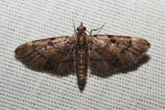 Eupithecia peckorum