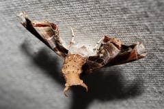 Eutelia pulcherrimus