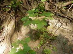 Toxicodendron radicans verrucosum