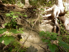 Toxicodendron radicans verrucosum