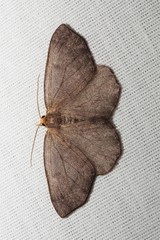 Lambdina pellucidaria