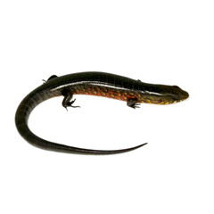 Rainbow Galliwasp photo 2
