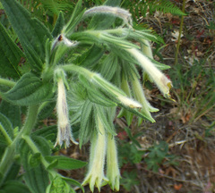 Lithospermum macromeria