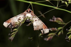 Eutelia pulcherrimus