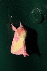 Hyparpax aurora