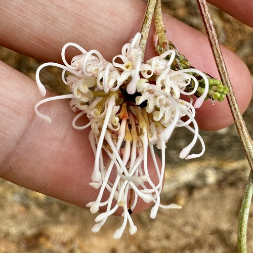 Image of Grevillea endlicheriana by (c) pimelea, some rights reserved (CC BY)