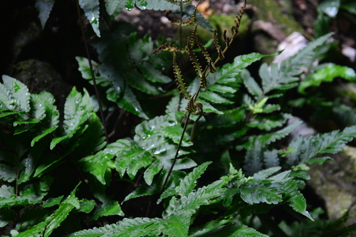 Tectaria nayarii observed 2024-09-06