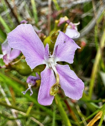 Stylidium affine (Stylidium affine)
