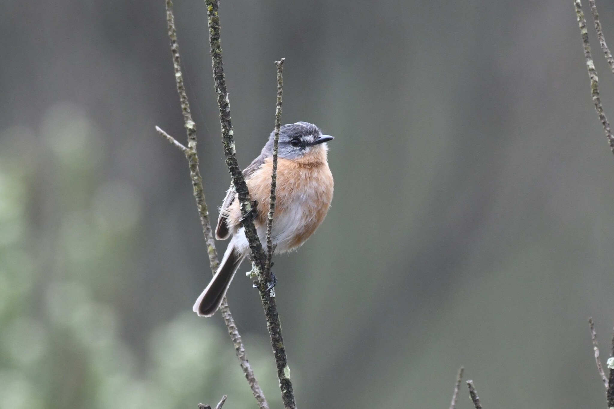 Grey-backed Tachuri (Polystictus superciliaris), photo 8