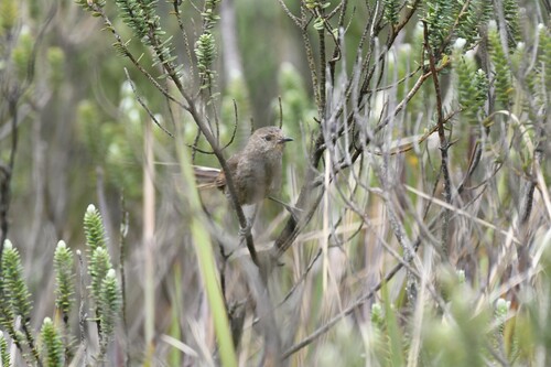Itatiaia Spinetail (Asthenes moreirae), photo 5