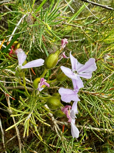 Image of Stylidium affine by (c) pimelea, some rights reserved (CC BY)