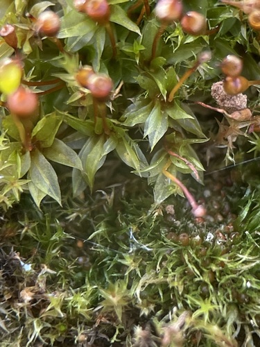 Trumpoji minkštūnė nuotrauka