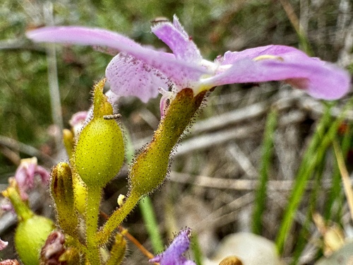 Image of Stylidium affine by (c) pimelea, some rights reserved (CC BY)