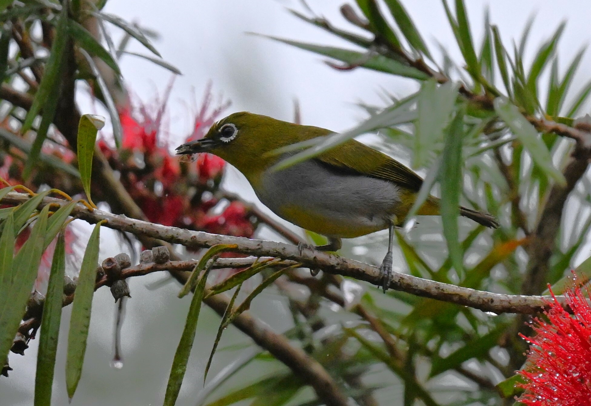 Hume's White-eye (Zosterops auriventer), photo 7