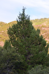 Juniperus grandis