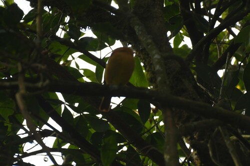 Black-capped Piprites (Piprites pileata), photo 3