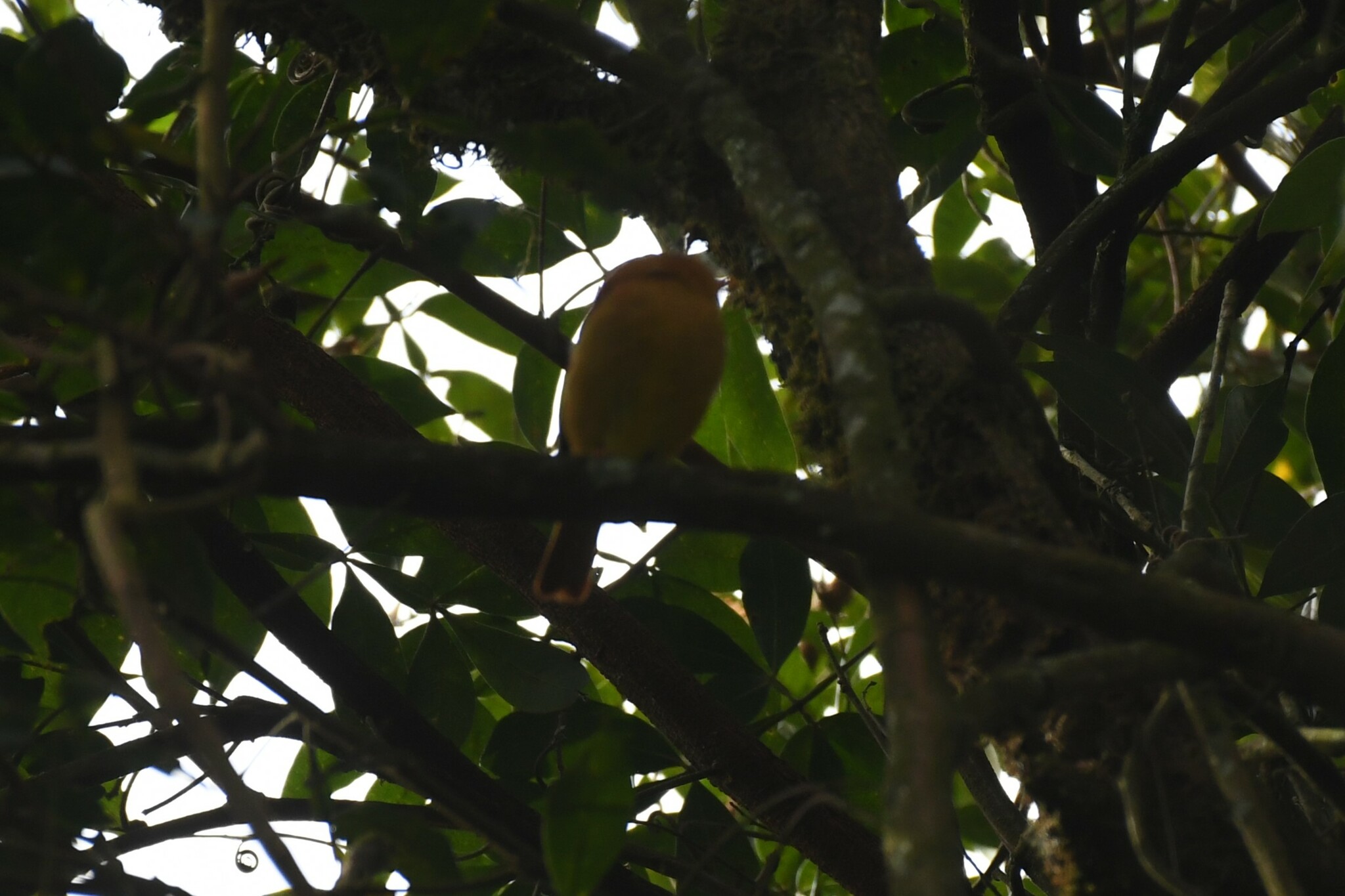 Black-capped Piprites (Piprites pileata), photo 9