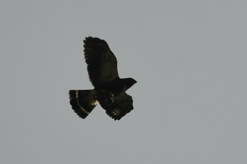 White-rumped Hawk (Parabuteo leucorrhous), photo 7