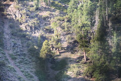 Juniperus grandis