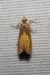 Dichrorampha bittana