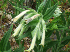 Lithospermum macromeria