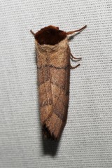Datana angusii