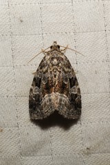 Protodeltote muscosula