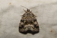 Protodeltote muscosula