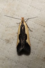 Dichomeris inserrata