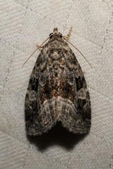 Protodeltote muscosula