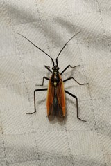 Leptopterna dolabrata