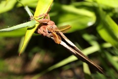 Callosamia angulifera