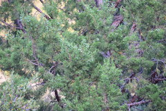 Juniperus grandis