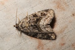 Protodeltote muscosula