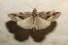 Protodeltote muscosula