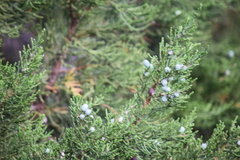 Juniperus grandis