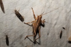 Atlanticus americanus