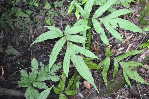 Incised halberd fern (Tectaria incisa)