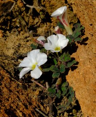 Oxalis ambigua