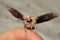 Cicinnus melsheimeri