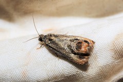 Olethreutes hamameliana