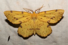 Xanthotype urticaria