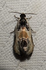 Olethreutes griseoalbana