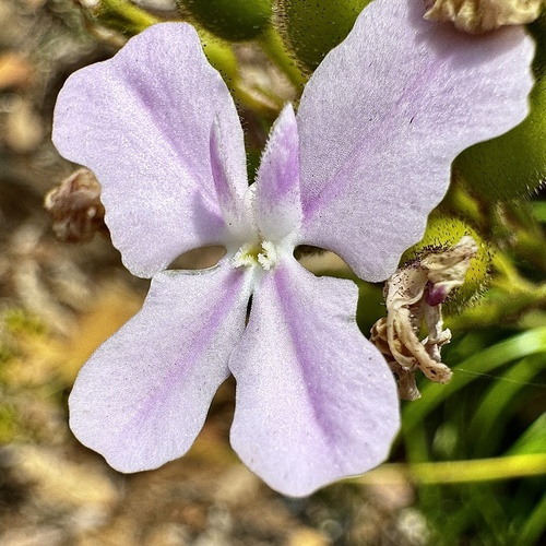Stylidium affine (Stylidium affine)