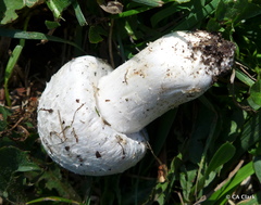 Agaricus