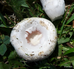 Agaricus