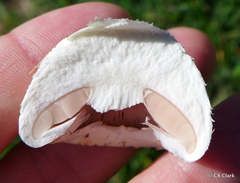 Agaricus