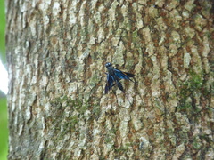 Pristaulacus fasciatus