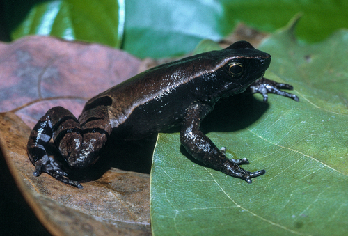 Mertens' Torrent Toad